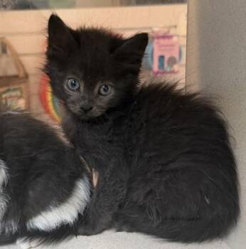 Domestic Short Hair Cats Available for Adoption in North Charleston, South Carolina - 06438B Varney | PetCurious