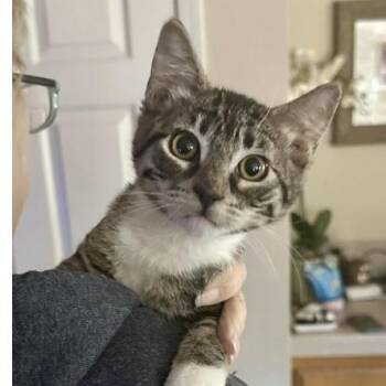 Rescue Domestic Short Hair Cats for Adoption in Larkfield-wikiup, California - Patsy | PetCurious