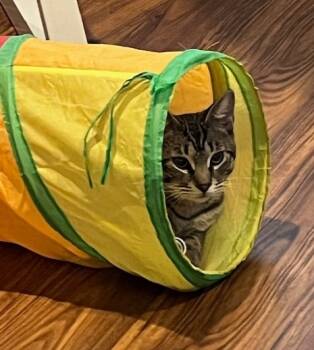 Rescue Domestic Short Hair Cats for Adoption in Magnolia, Texas - Kenji | PetCurious