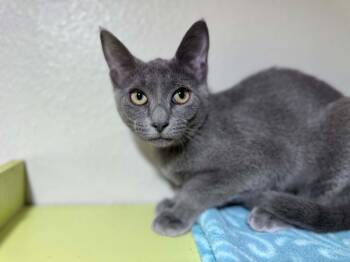 Kimchi -  Domestic Short Hair Cat for Adoption - Kimchi | PetCurious