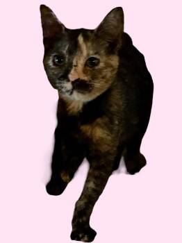 Rescue Domestic Short Hair Cats for Adoption in Chuckey, Tennessee - Tortishell Kitten | PetCurious