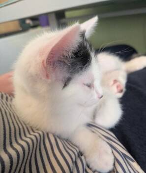 Dice - Games Litter -  Turkish Van Cat for Adoption in Anthem, Arizona - Dice - Games Litter | PetCurious