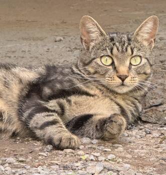 Squeaks -  Domestic Short Hair Cat for Adoption in Dansville, New York - Squeaks | PetCurious