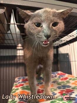 Russian Blue Cats Available for Adoption in Douglasville, Georgia - Lady Whistledown | PetCurious