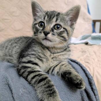 Winnie -  Domestic Short Hair Cat for Adoption in Cumming, Georgia - Winnie | PetCurious