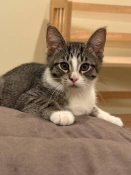 Captain Crunch (must be adopted with Fruit Loops) -  Domestic Short Hair Cat for Adoption in Walled Lake, Michigan - Captain Crunch (must Be Adopted With Fruit Loops) | PetCurious