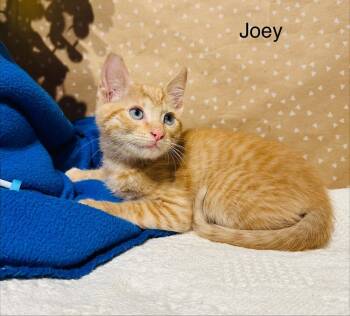 Joey -  Domestic Short Hair Cat for Adoption in Groveland, Massachusetts - Joey | PetCurious