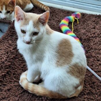 Rescue Domestic Short Hair Cats for Adoption in Brownsboro, Alabama - Empress | PetCurious