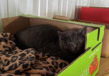 Domestic Short Hair Cats Available for Adoption - Bock | PetCurious