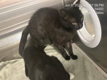 ONNI -  Domestic Short Hair Cat for Adoption in Ocala, Florida - ONNI | PetCurious