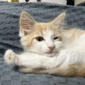 MoneyPenny -  Domestic Short Hair Cat for Adoption in Los Angeles, California - MoneyPenny | PetCurious