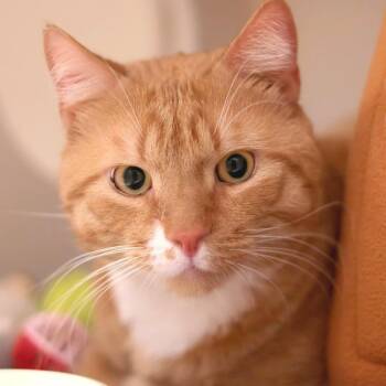 Morris -  Domestic Short Hair Cat for Adoption in Philadelphia, Pennsylvania - Morris | PetCurious