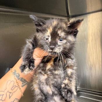 Blindy -  Domestic Short Hair Cat for Adoption in Winston-salem, North Carolina - Blindy | PetCurious