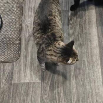 Domestic Short Hair Cats Available for Adoption in Hemet, California - Slinky | PetCurious