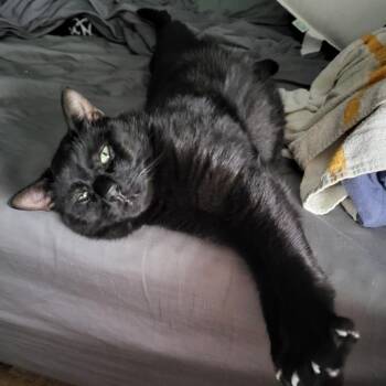 Milo -  Domestic Short Hair Cat Available for Adoption in Houston, Texas - Milo | PetCurious