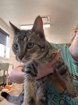 Milo -  Domestic Short Hair Cat for Adoption in Minot, North Dakota - Milo | PetCurious