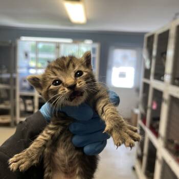 Rescue Domestic Short Hair Cats for Adoption in Ruckersville, Virginia - Beef Cake | PetCurious