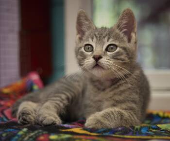 Misty -  Domestic Short Hair Cat for Adoption in Santa Barbara, California - Misty | PetCurious