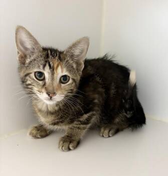 Margo -  Domestic Short Hair Cat for Adoption in Rochester, Indiana - Margo | PetCurious