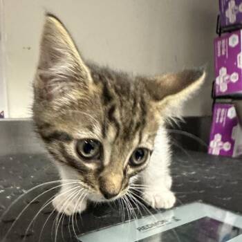 Domestic Short Hair Cats Available for Adoption in League City, Texas - J.C. | PetCurious