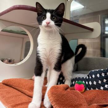 Sabastian -  Domestic Short Hair Cat for Adoption in Cheyenne, Wyoming - Sabastian | PetCurious