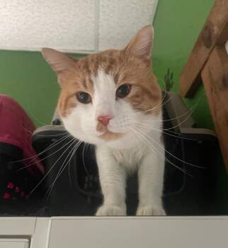 Domestic Short Hair Cats Available for Adoption in Fort Worth, Texas - Smudge | PetCurious