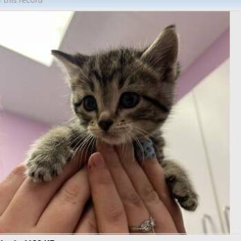 Hailie Deegan -  Domestic Short Hair Cat for Adoption in Cedar Rapids, Iowa - Hailie Deegan | PetCurious