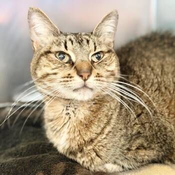 Navigator -  Domestic Short Hair Cat for Adoption in Jackson Township, New Jersey - Navigator | PetCurious