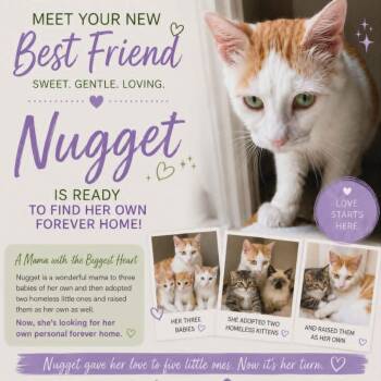 Nugget -  Domestic Short Hair Cat Available for Adoption in Fayetteville, Georgia - Nugget | PetCurious