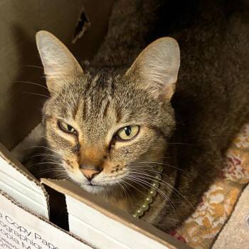 Hubba Bubba -  Domestic Short Hair Cat for Adoption in Charleston, West Virginia - Hubba Bubba | PetCurious