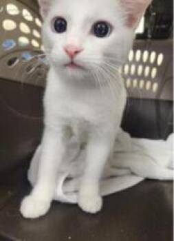 Hargrove BR14592-T -  Domestic Short Hair Cat for Adoption in Missouri City, Texas - Hargrove BR14592-T | PetCurious