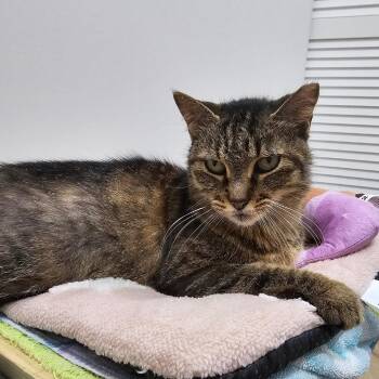 Domestic Short Hair Cats Available for Adoption - Izzy | PetCurious