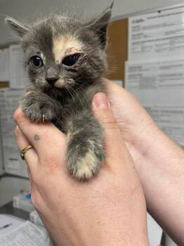 Domestic Short Hair Cats Available for Adoption in Bolivar, Missouri - Scar | PetCurious