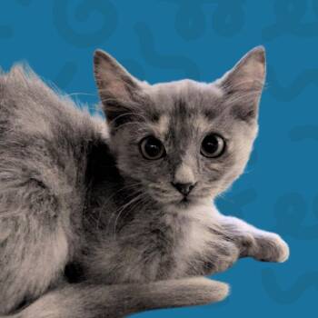 Babka -  Domestic Short Hair Cat for Adoption in Reno, Nevada - Babka | PetCurious