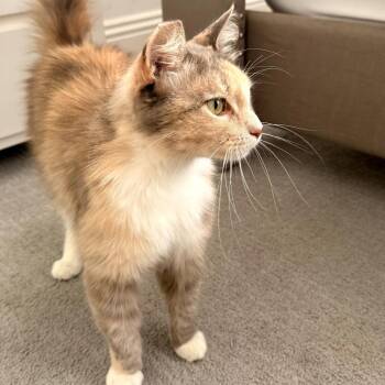 Pamela -  Domestic Long Hair Cat for Adoption in Los Angeles, California - Pamela | PetCurious
