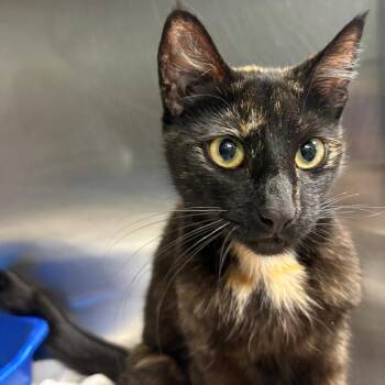 Domestic Short Hair Cats Available for Adoption in East Hanover, New Jersey - Margarita | PetCurious