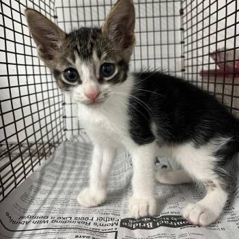 Federico -  Domestic Short Hair Cat for Adoption in Edinburg, Texas - Federico | PetCurious