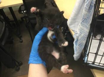 Domestic Short Hair Cats Available for Adoption - A1894453 | PetCurious