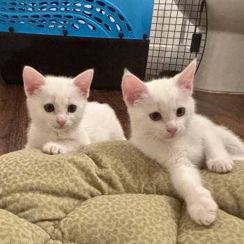 Domestic Short Hair Cats Available for Adoption in Garland, Texas - Alexis | PetCurious