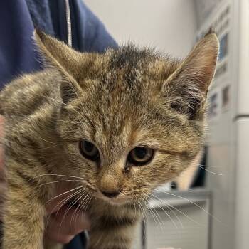 Rescue Domestic Short Hair Cats for Adoption in Vineland, New Jersey - Cassidy | PetCurious