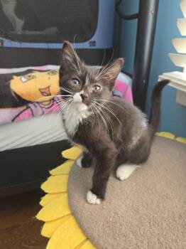 Lemongrass -  Domestic Short Hair Cat for Adoption in Royal Oak, Michigan - Lemongrass | PetCurious