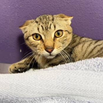 Jon -  Domestic Short Hair Cat for Adoption in Englewood, Florida - Jon | PetCurious