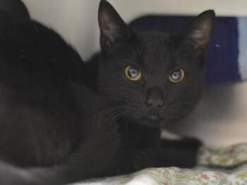 Kali -  Domestic Short Hair Cat for Adoption in Portland, Oregon - Kali | PetCurious