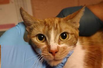 PEACHES -  Domestic Short Hair Cat for Adoption in Columbia, South Carolina - PEACHES | PetCurious