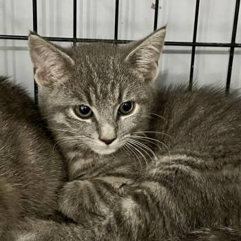 Slinky -  Domestic Short Hair Cat for Adoption in Fairmont, West Virginia - Slinky | PetCurious