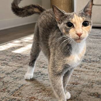 Cupcake -  Domestic Short Hair Cat for Adoption in Gun Barrel City, Texas - Cupcake | PetCurious