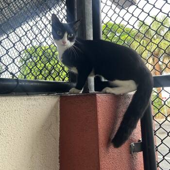 Tuxie -  Domestic Short Hair Cat for Adoption in Sarasota, Florida - Tuxie | PetCurious