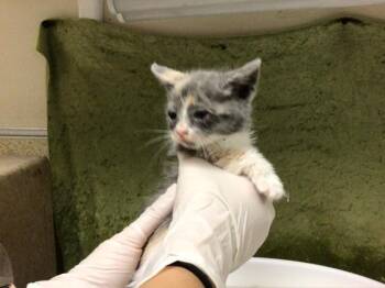 HUNTER -  Domestic Short Hair Cat for Adoption in Riverside, California - HUNTER | PetCurious