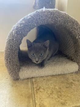 Domestic Short Hair Cats Available for Adoption in Cumming, Georgia - Madison | PetCurious