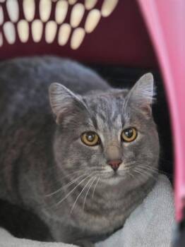 Kitten - Cate -  Domestic Short Hair Cat Available for Adoption in Emmett, Idaho - Kitten - Cate | PetCurious
